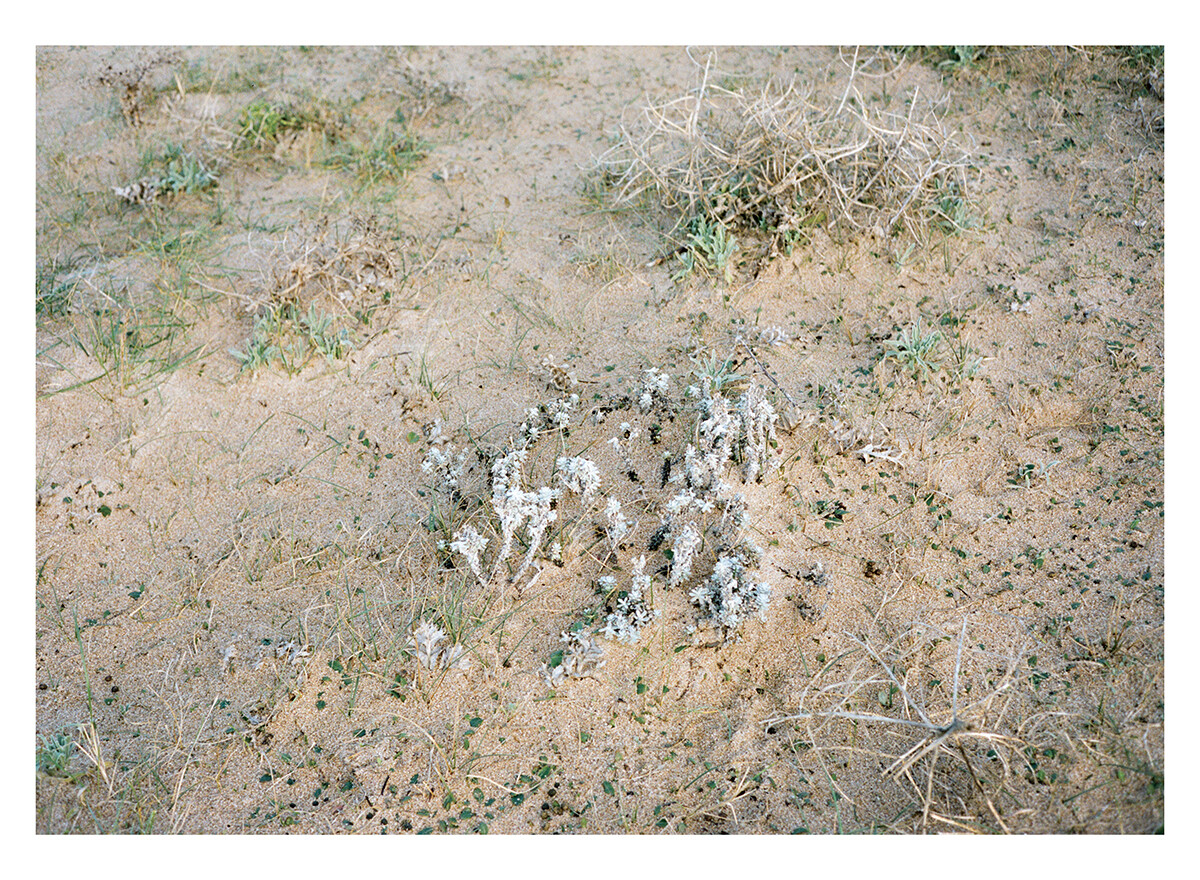 insula-07