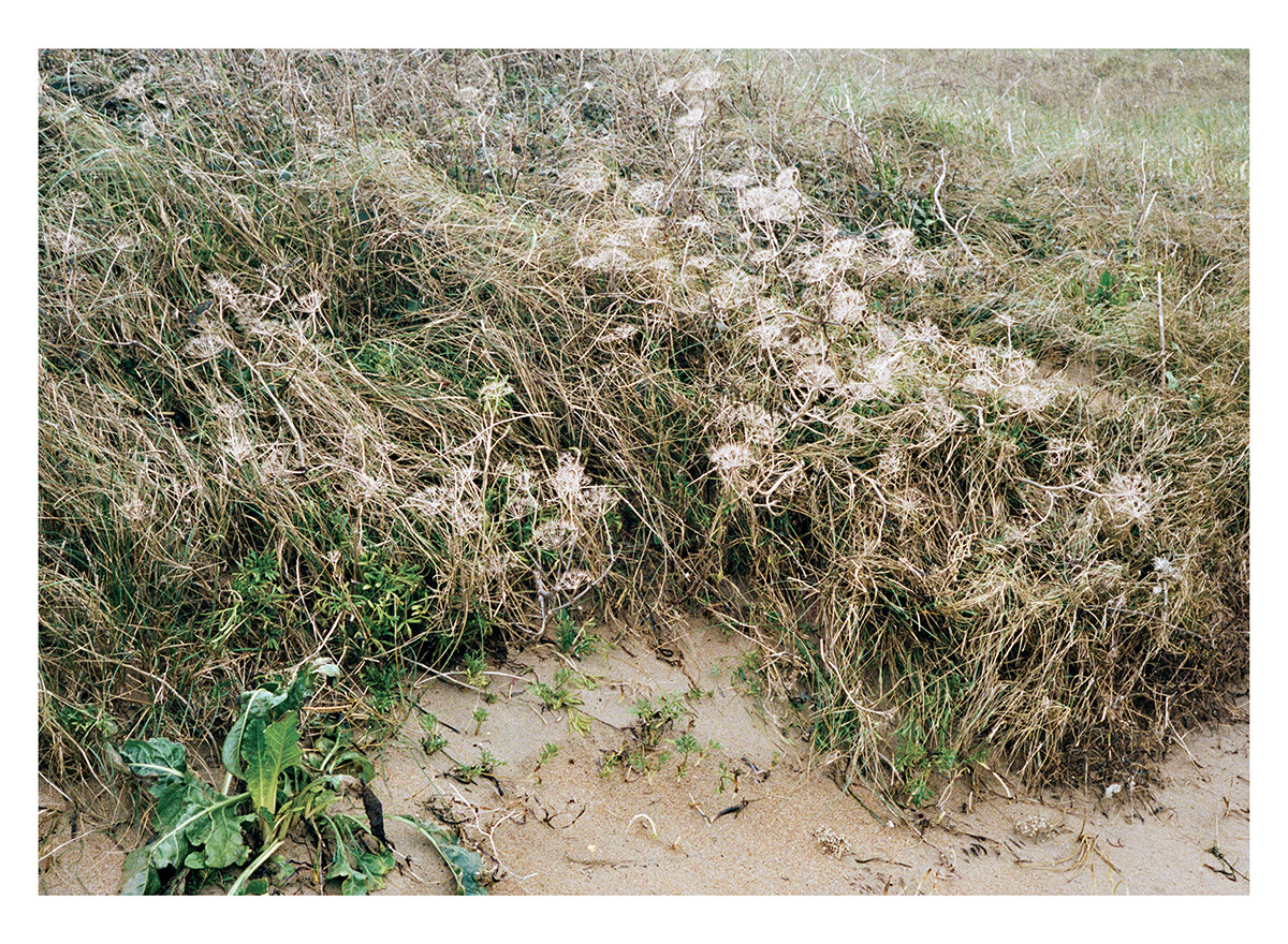 insula-08